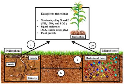 Frontiers | Earthworms Building Up Soil Microbiota, A Review